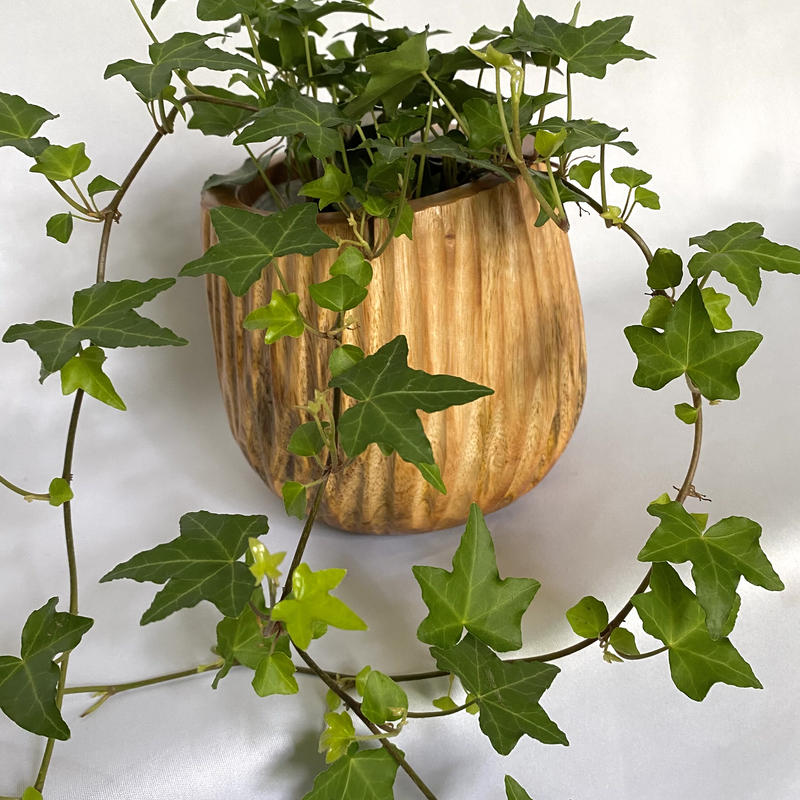 ヘデラ ヘリックス ピッツバーク アイビー マンゴーポット付 C Store C