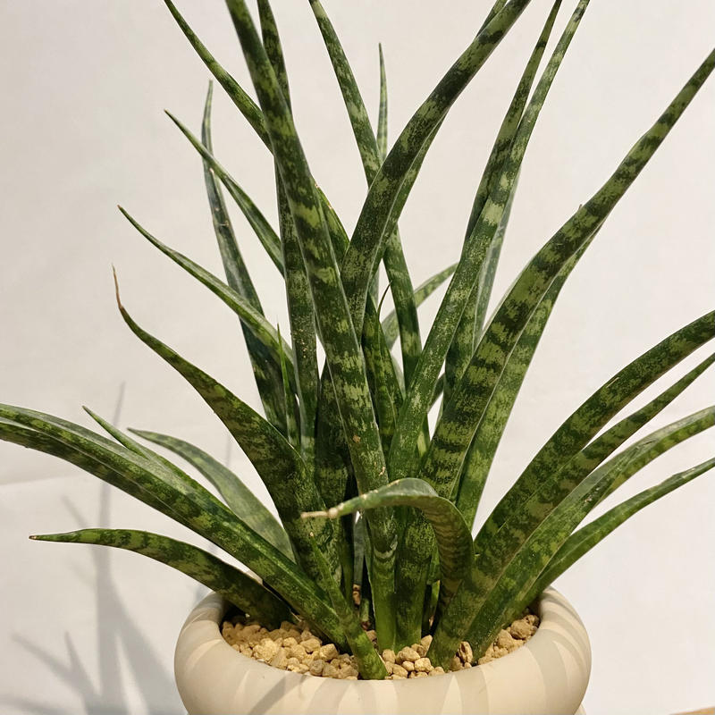 サンスベリア ファーンウッド Pot付 C Store C