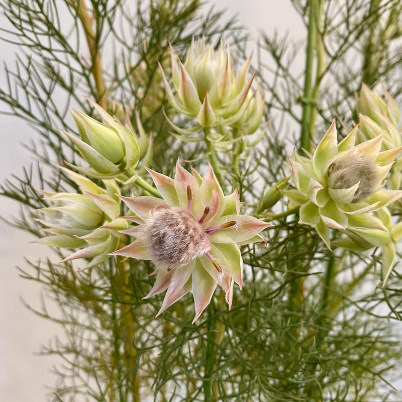 セルリア プリティピンク 6号 C Store C セルリア プリティピンク 6号 C Store C