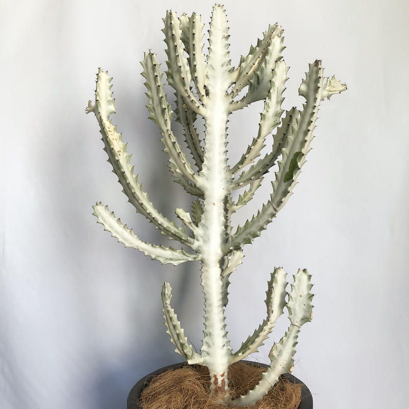 お届け地域限定 ユーフォルビア ホワイトゴースト Pot付 C Store C