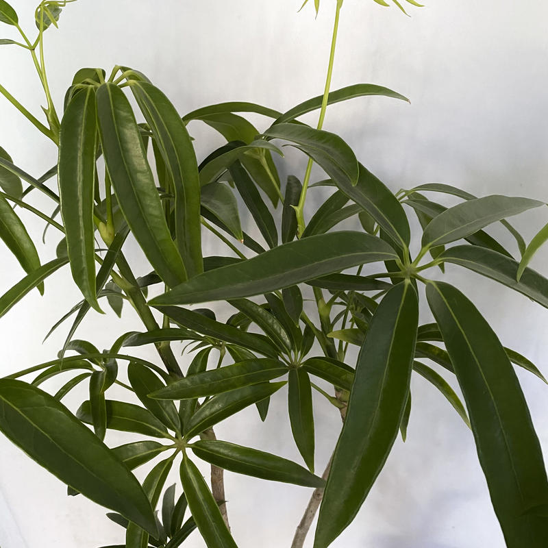 シェフレラ アンガスティフォリア C Store C