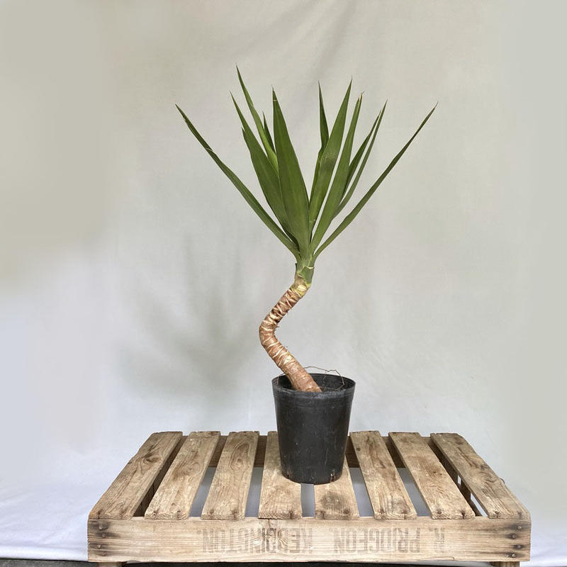 ユッカ エレファンティペス 曲がり C Store C