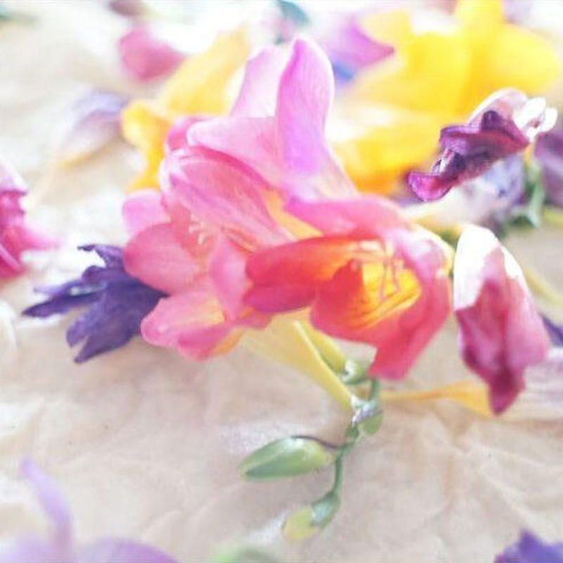 4月29日 金 ストール 季節のお花を使った花びら染めの会 作家 Usausabo