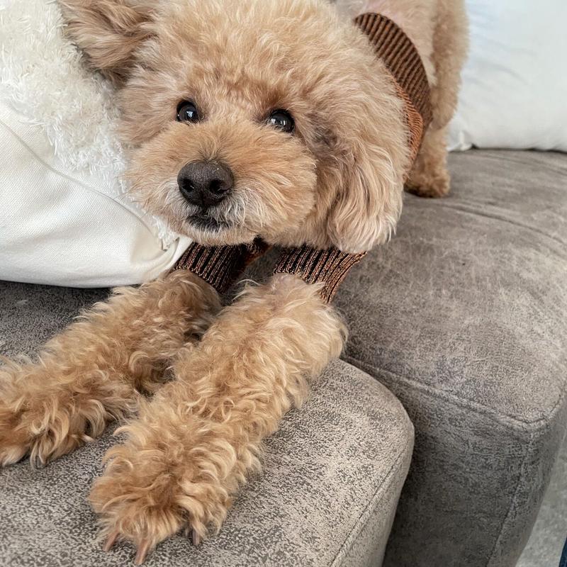 ミックスカラーニット D Liebe