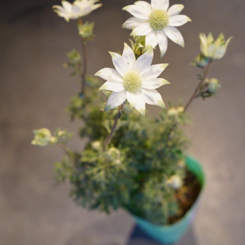 お届けは5月10日以降となります フランネルフラワー カゴバッグ セット ギフト 新生活 プ