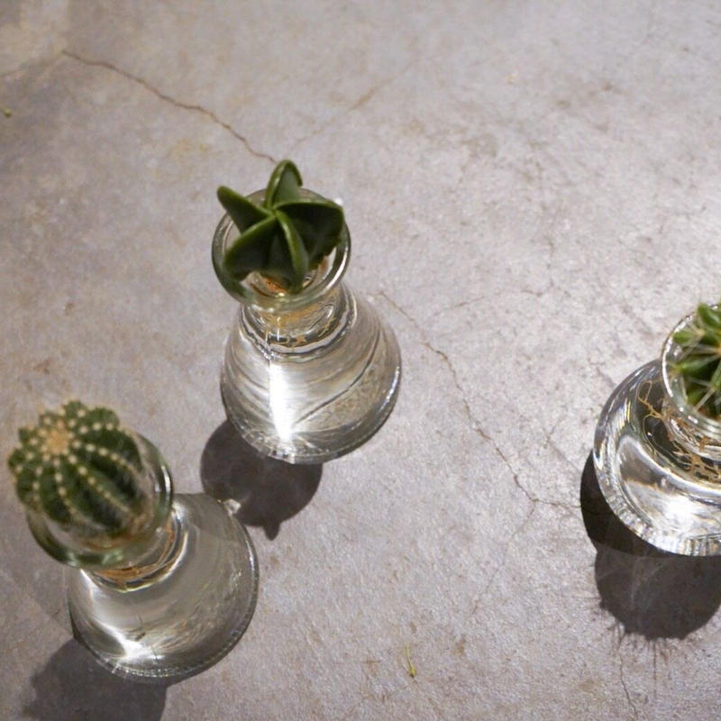 水耕 サボテン 3種類 観葉植物 インテリア 新生活 ギフト Iowergo