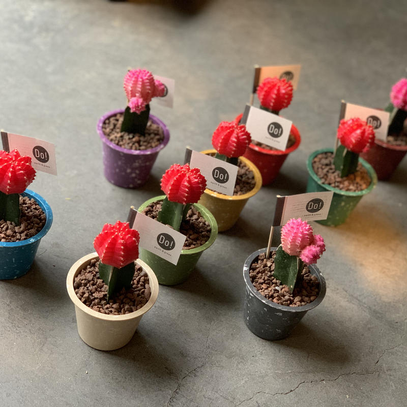 カラーヘッドサボテン Iowergo