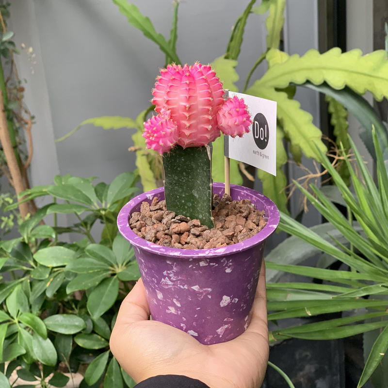 カラーヘッドサボテン Iowergo