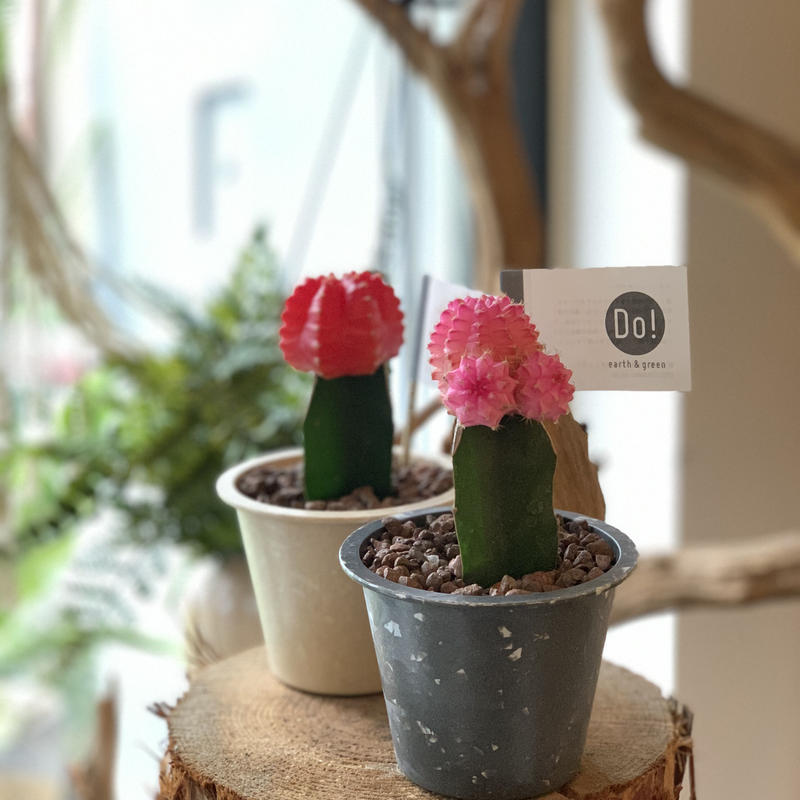 カラーヘッドサボテン Iowergo