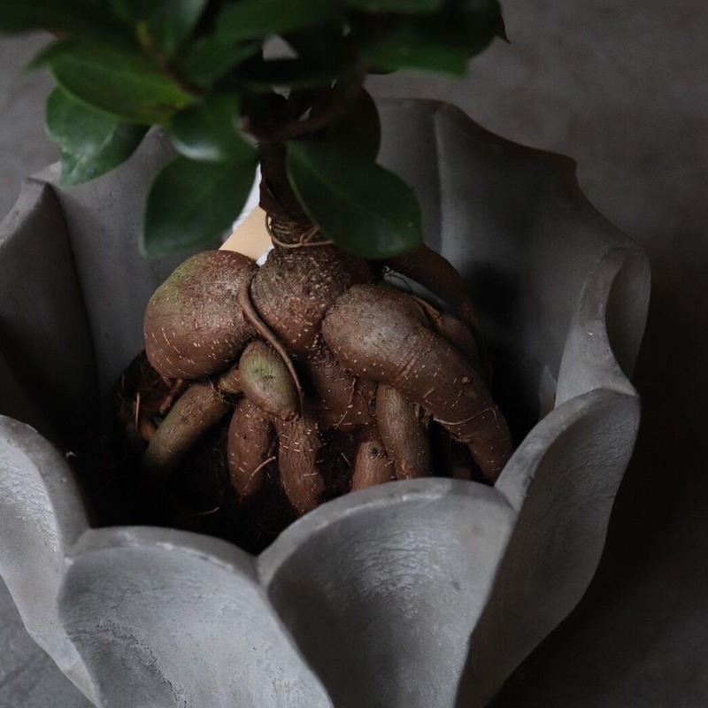 個性的でおしゃれな鉢 鉢皿セット グレー 植木鉢 受け皿 穴あり Iowergo