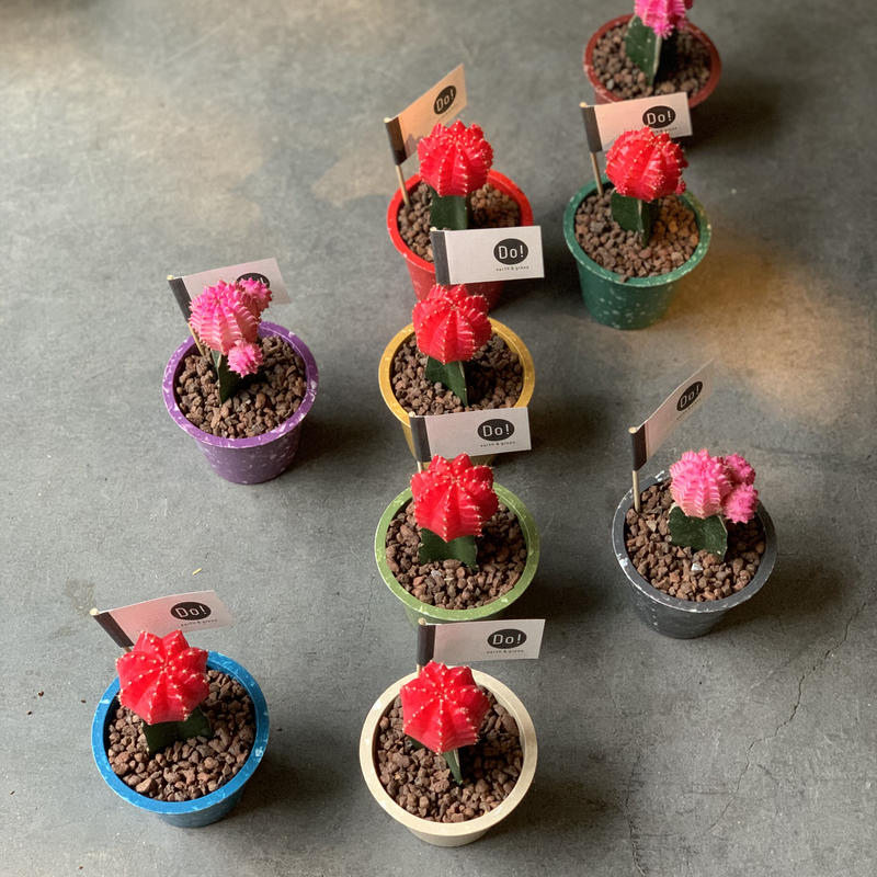 カラーヘッドサボテン Iowergo