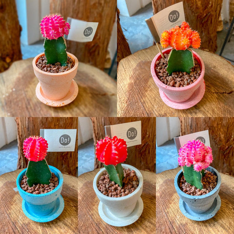 必見 サボテンシリーズ ヒボタン 緋牡丹 アソート Iowergo
