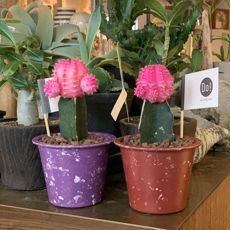 カラーヘッドサボテン Iowergo