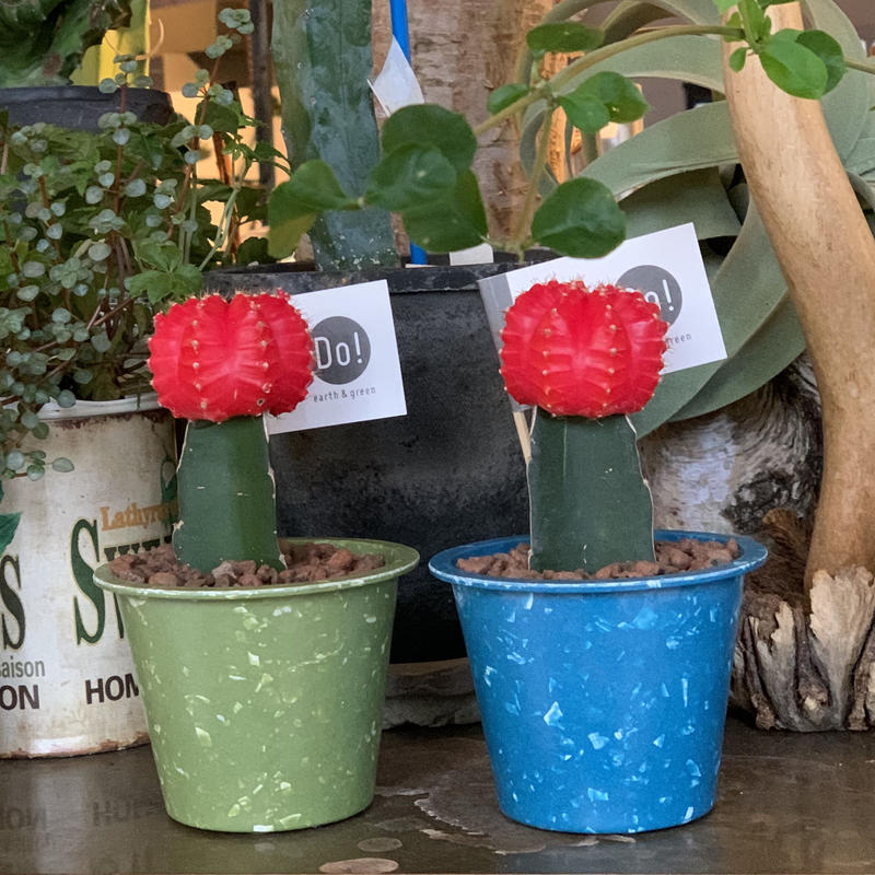 カラーヘッドサボテン Iowergo