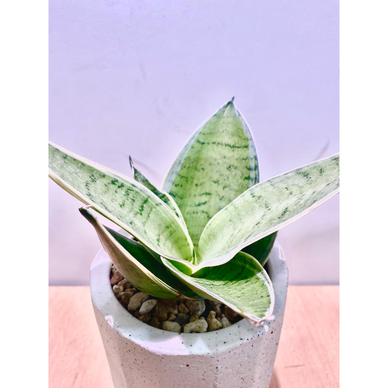 サンスベリア ハニー シルバーホワイト Pot付き De La Planta