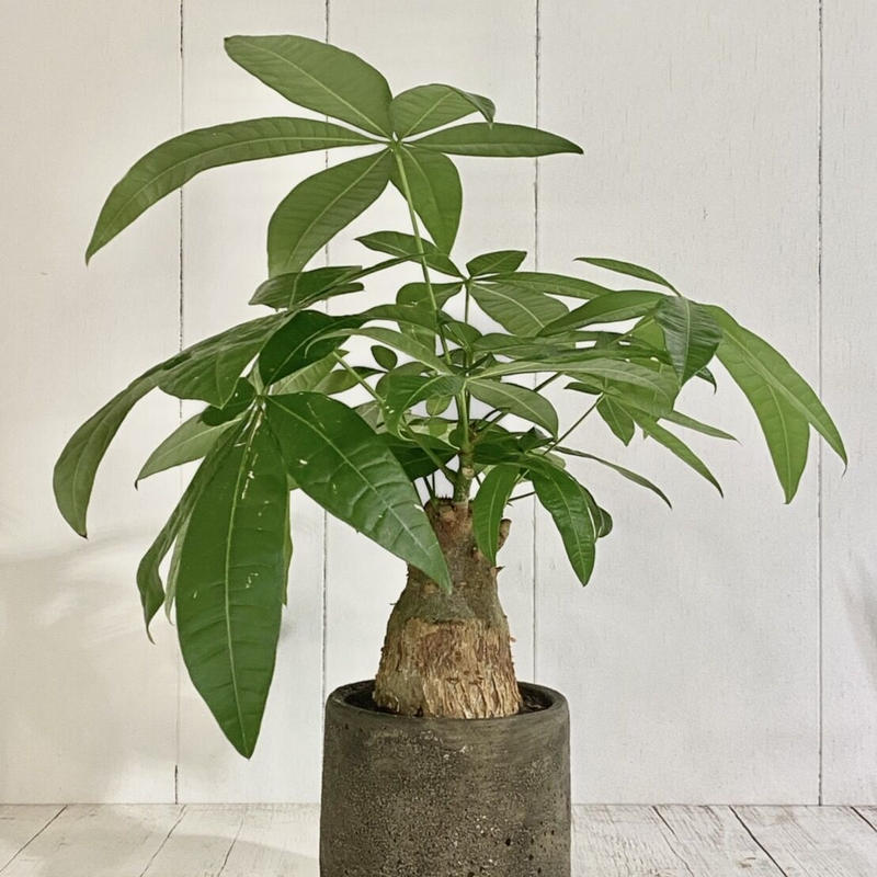 パキラ グラブラ Pot付 De La Planta