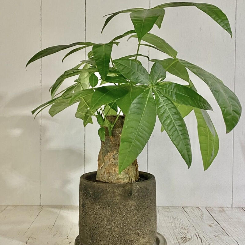 パキラ グラブラ Pot付 De La Planta