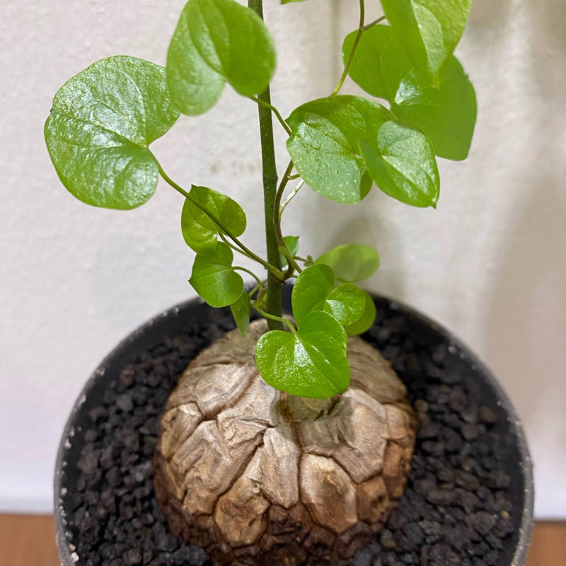 ディオスコレア エレファンティペス 亀甲竜 Pot付 De La Planta