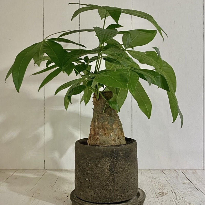 パキラ グラブラ Pot付 De La Planta