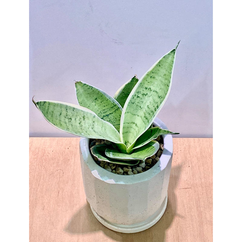 サンスベリア ハニー シルバーホワイト Pot付き De La Planta