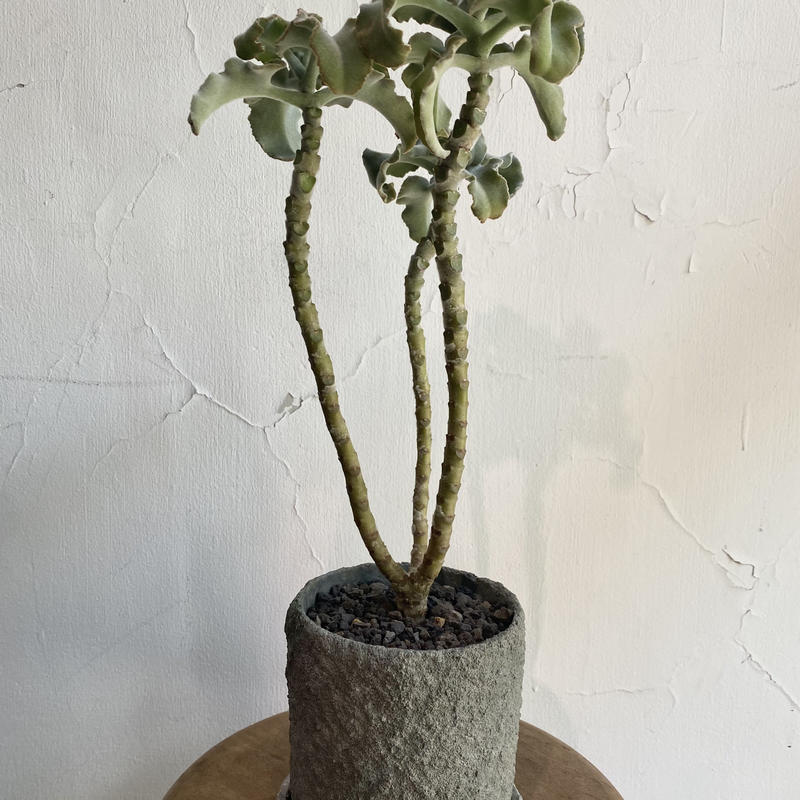 カランコエ ベハレンシス 仙女の舞 Pot付 De La Planta