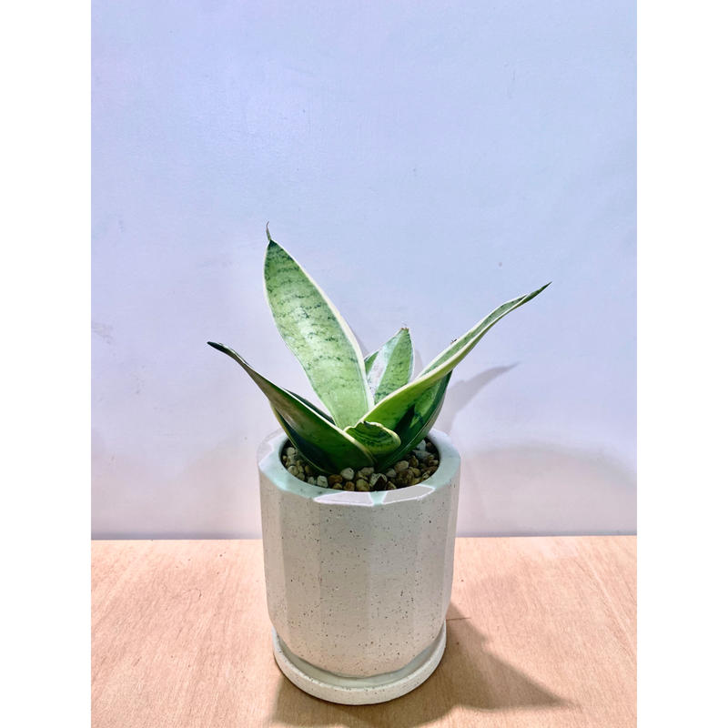 サンスベリア ハニー シルバーホワイト Pot付き De La Planta