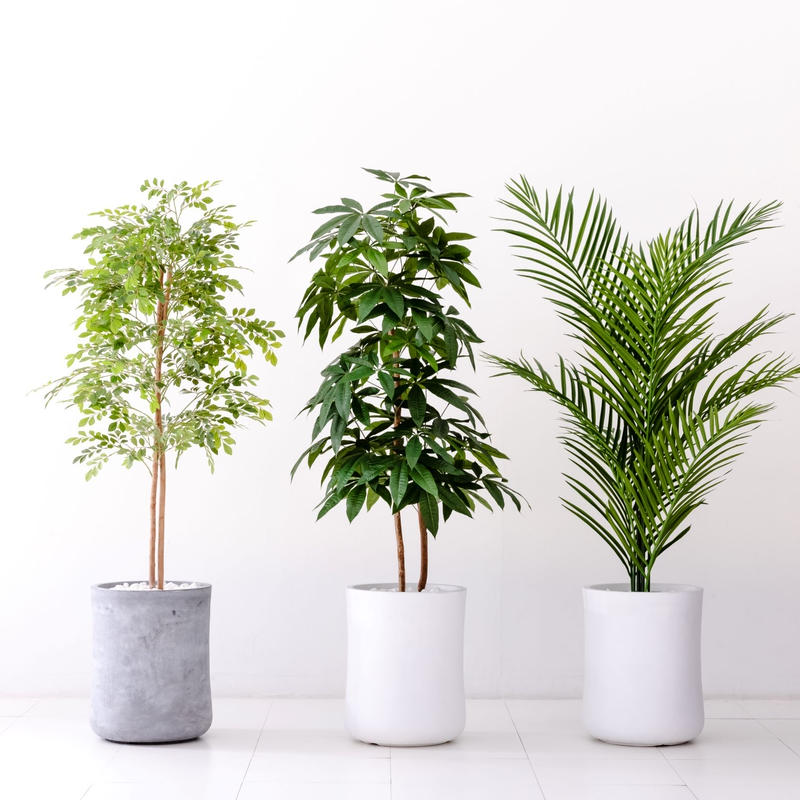 Diamondplants Grande トネリコ 次世代型インテリアグリーン 空気清浄効果 Diamondplants Grande トネリコ 次世代型インテリアグリーン 空気清浄効果