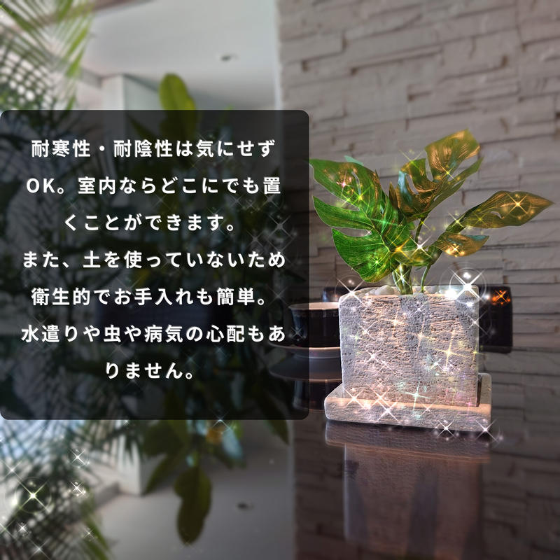 Diamondplants Short ヒメモンステラ 次世代型インテリアグリーン 空気清浄効
