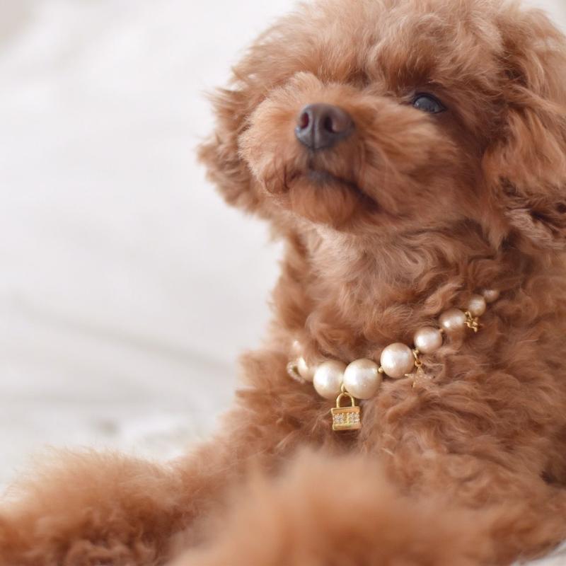 コットンパールとチャームのネックレス 犬用 Sサイズ Dlic