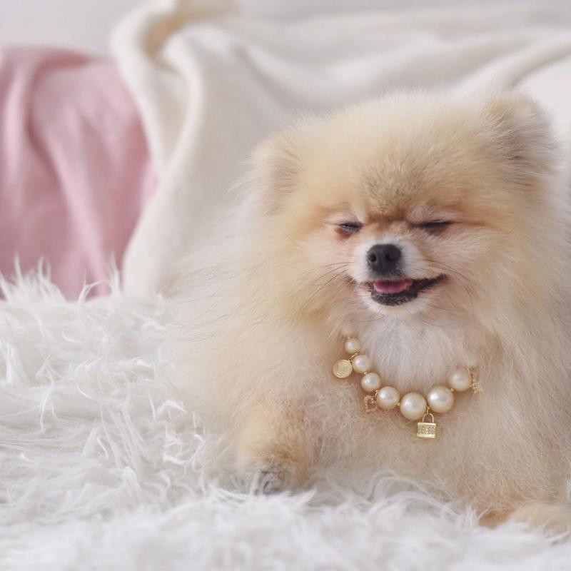 コットンパールとチャームのネックレス 犬用 Sサイズ Dlic