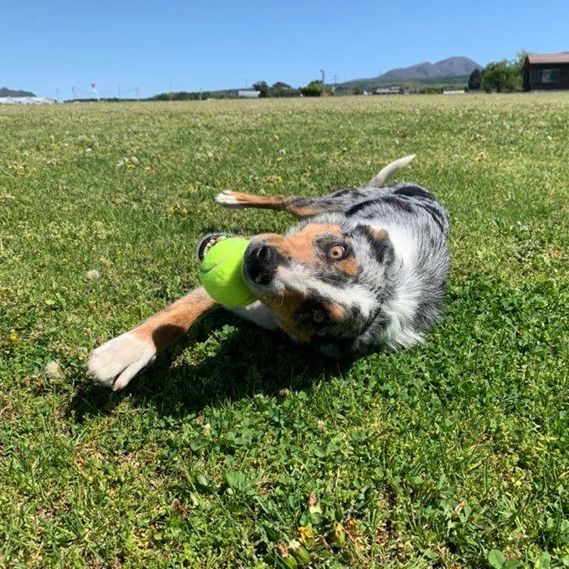 ドッグスポーツスターターキット 犬遊び初めの一歩 ドグタウン工房 ドッグスポーツプロショップ