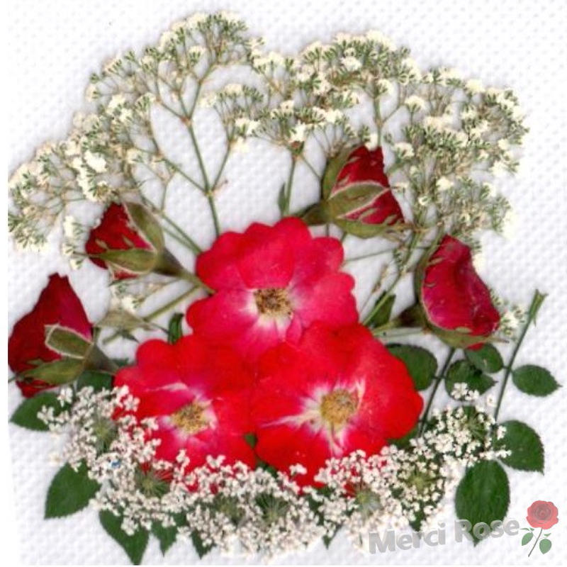 押し花素材 薔薇のデザインパック 大容量 枚ドライフラワー デコ レジン 封印 押し花 本物