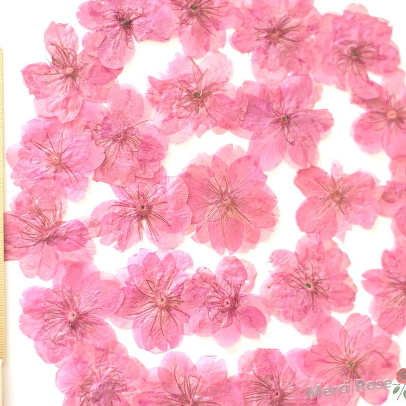 押し花素材 Dr010y 桜 ピンク染 ドライフラワー レジン アクセサリー Diy ハンドメ