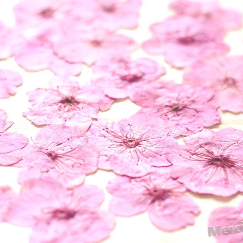 押し花素材 Dr010y 桜 ピンク染 ドライフラワー レジン アクセサリー Diy ハンドメ 押し花素材 Dr010y 桜 ピンク染 ドライフラワー レジン アクセサリー Diy ハンドメ