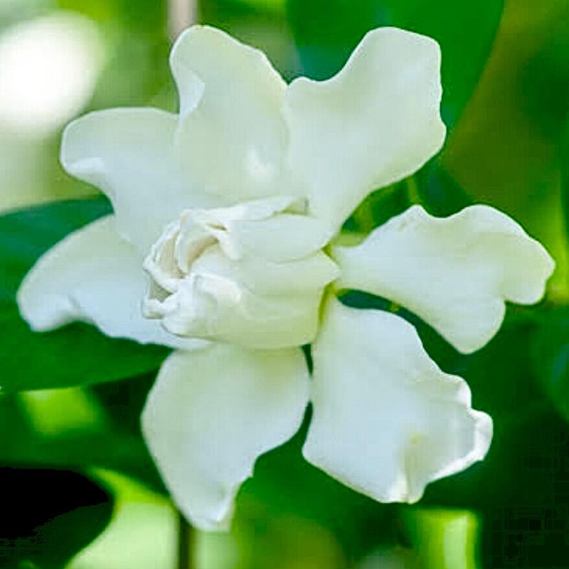 華やかな香り 有機ガーデニアアブソリュート3ml Earthshare Aroma