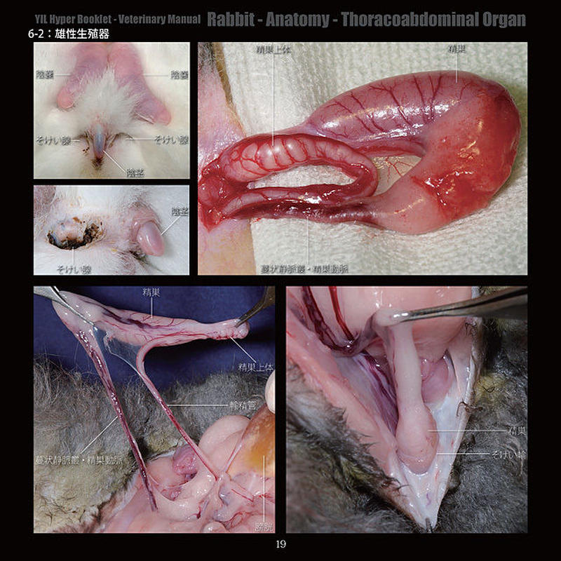 Yilハイパーブックレット ヴェテリナリマニュアル ウサギ 解剖 胸腹腔臓器 Eic S