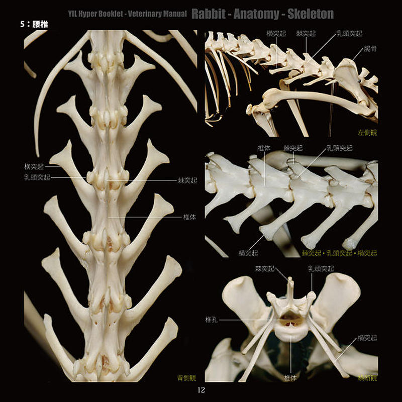 Yilハイパーブックレット ヴェテリナリマニュアル ウサギ 解剖 骨格 Eic Store