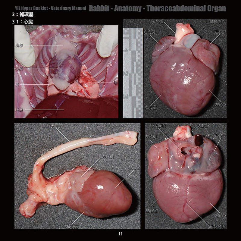 Yilハイパーブックレット ヴェテリナリマニュアル ウサギ 解剖 胸腹腔臓器 Eic S
