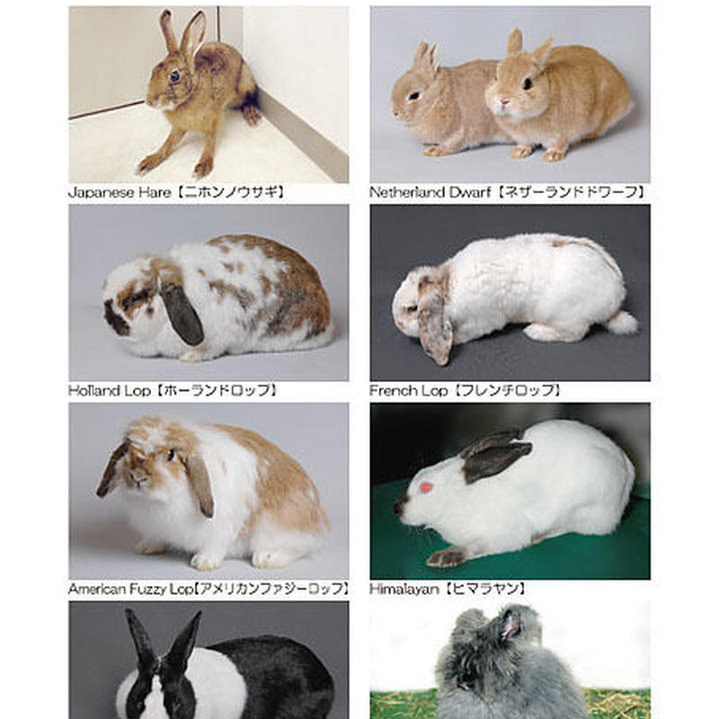 インフォームドコンセントシート ウサギ 種類01 Eic Store