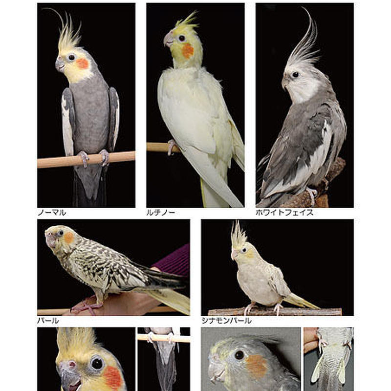 インフォームドコンセントシート セキセイインコ 種類 品種 雌雄鑑別01 オカメインコ 種類