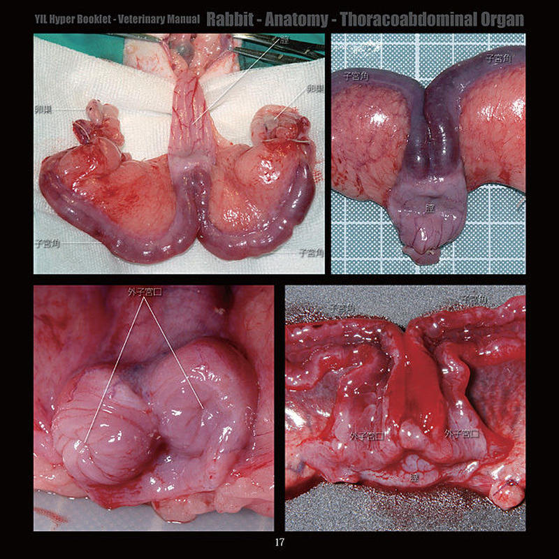 Yilハイパーブックレット ヴェテリナリマニュアル ウサギ 解剖 胸腹腔臓器 Eic S
