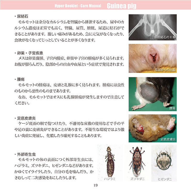 Yilハイパーブックレット ケアマニュアル モルモット Eic Store