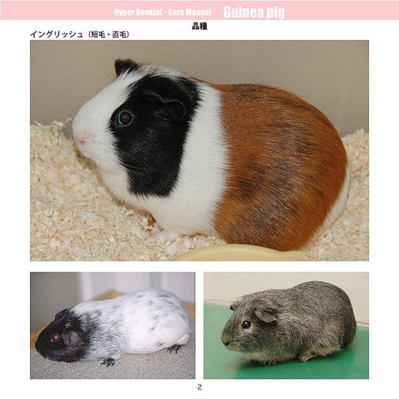 Yilハイパーブックレット ケアマニュアル モルモット Eic Store