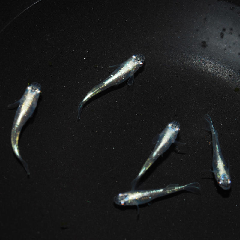 ドラゴンブルー 稚魚販売10匹 1 1 2cm Msサイズ めだかハウス高陽