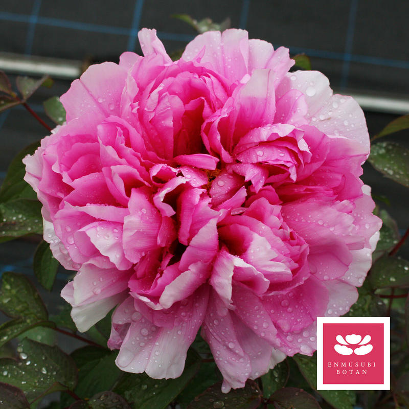 百花殿 牡丹 芍薬の通信販売 松本農園通販サイト