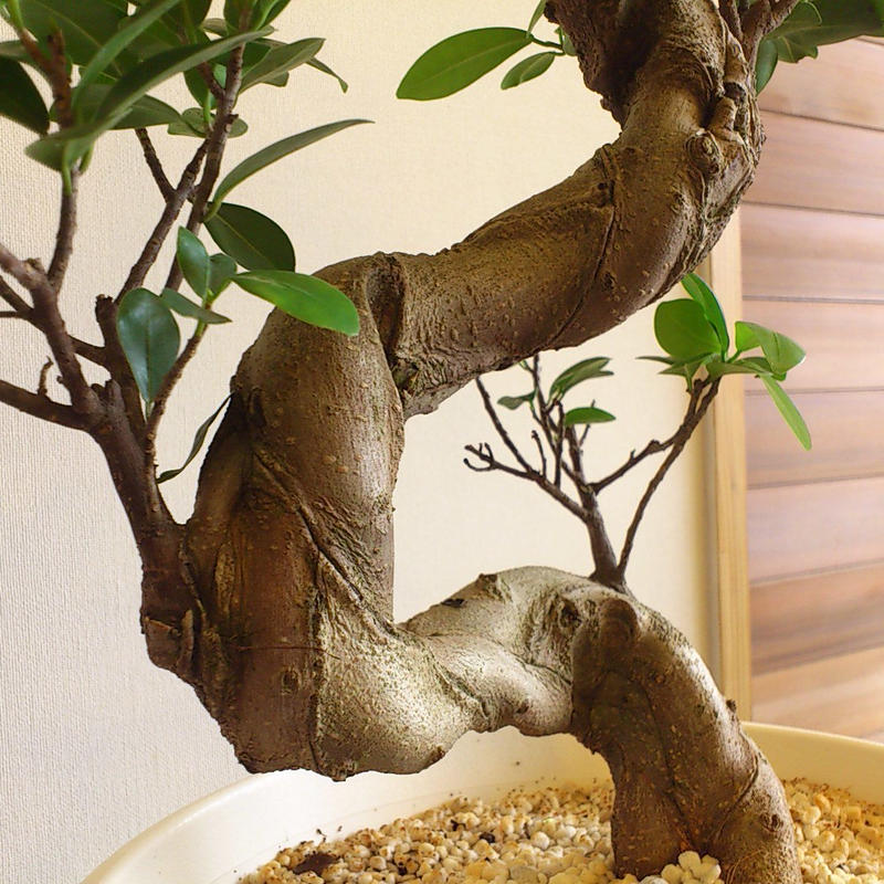 ガジュマル 盆栽仕立て 現品 Flowers Deco Seco