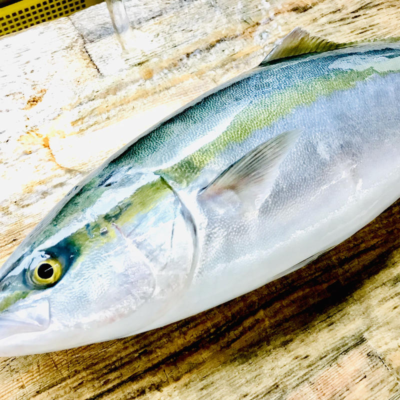 1人から楽しめる 冷凍のお刺身 ハマチ 50g Esperance となりの魚や