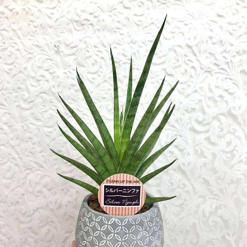 サンスベリア シルバーニンフ 4 5号 インテリア 観葉植物 空気清浄 オシャレ ギフ
