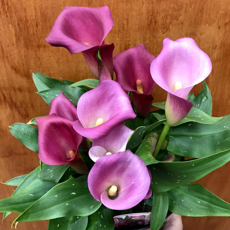 カラー キャプテンアンジェロ 5号 ピンク ギフト プレゼント Flowershop