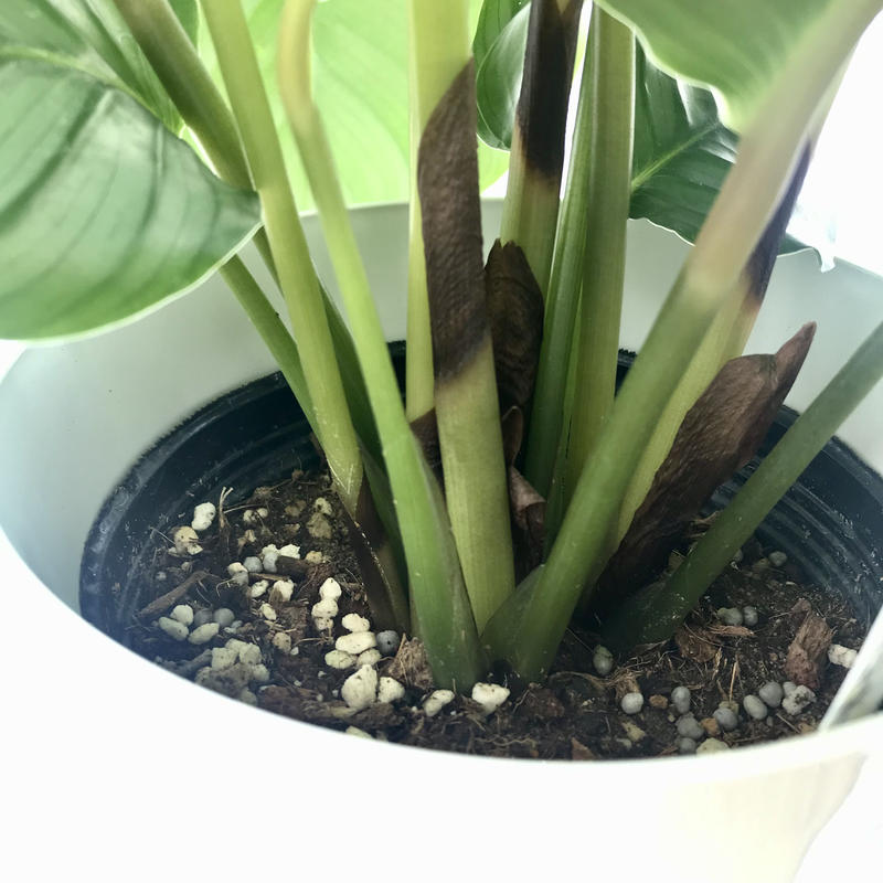 カラテア オルビフォリア ギフトにもおすすめ 6号 観葉植物 インテリア グリーン